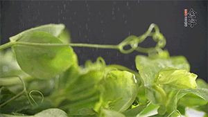 豌豆尖洗凈，切斷備用。