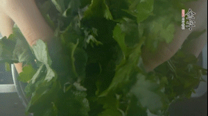 【面皮】1.鍋中水開時，放挑揀好的艾草和一撮小蘇打，第一遍煮開后倒掉，重新加水大火煮開后，小火煮1小時。煮爛的艾草用紗布瀝干。